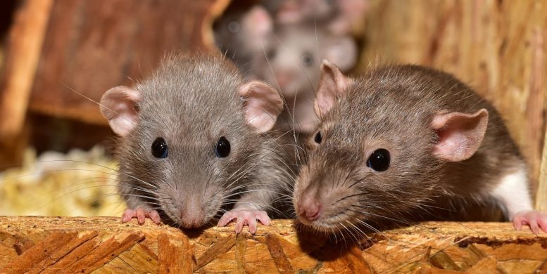 La dératisaton professionnelle est essentiel pour se débarrasser des rats !